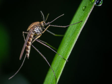 Mid-Summer Mosquitos