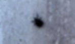 close up of black vine weevil