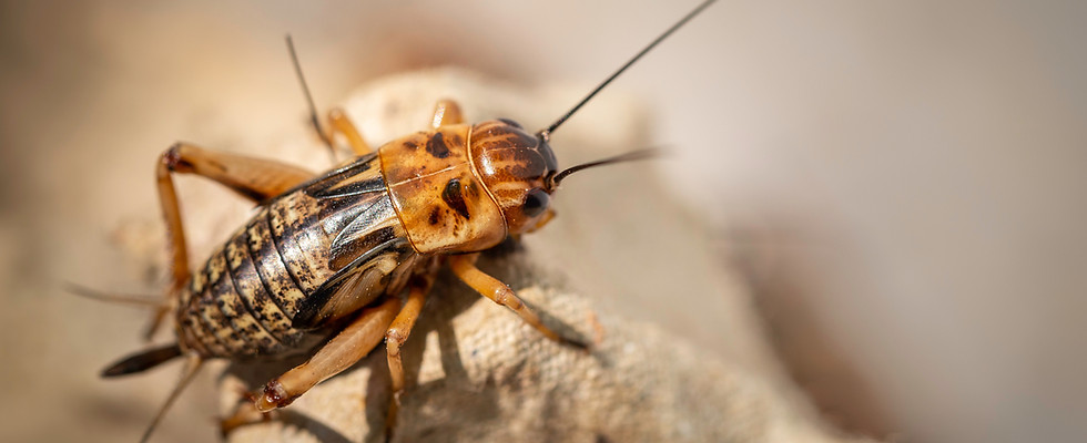 close up of cricket