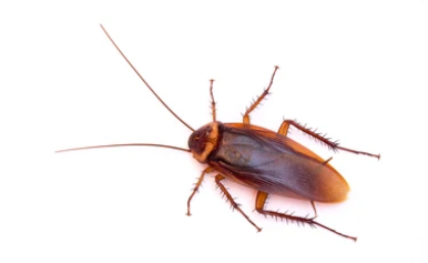 Roach or Roach Look-Alike?