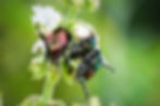 Three June Bugs on a flowering stem