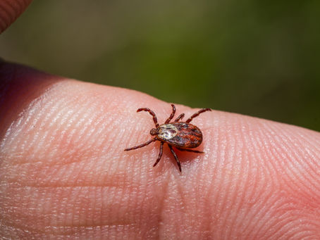 close up of chigger on finger