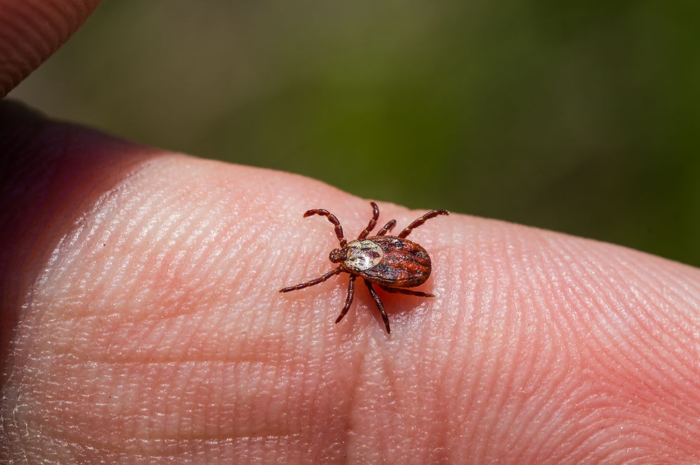close up of chigger on finger
