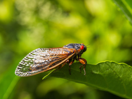 cicada on leaf