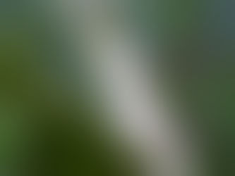 mealy bugs on plant stem