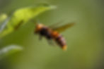 a giant hornet flying near a leaf