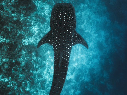 Whale Shark encounter