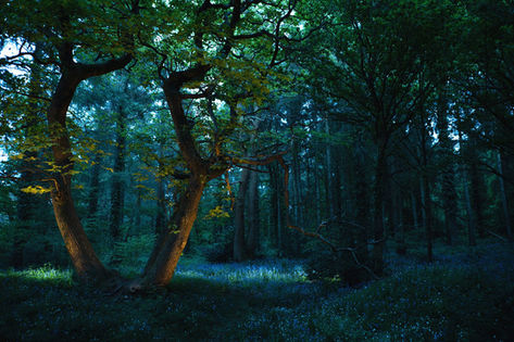 Light painting in the woods by Arthur Cauty