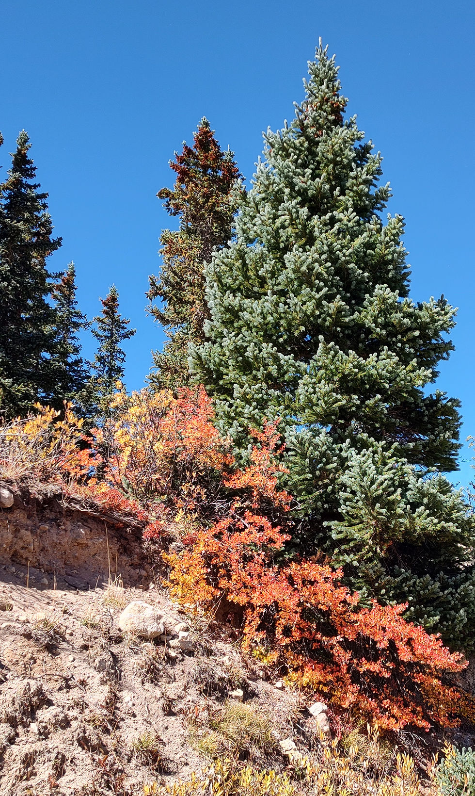 Colorado native Blue Spruce tree, get one for your landscape