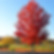 Add the tree to your Colorado landscape for those red leaves alone.