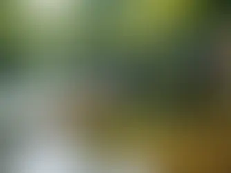 Unveiling the Secrets: Mastering Tropical Fly Fishing Techniques and Tactics for Success