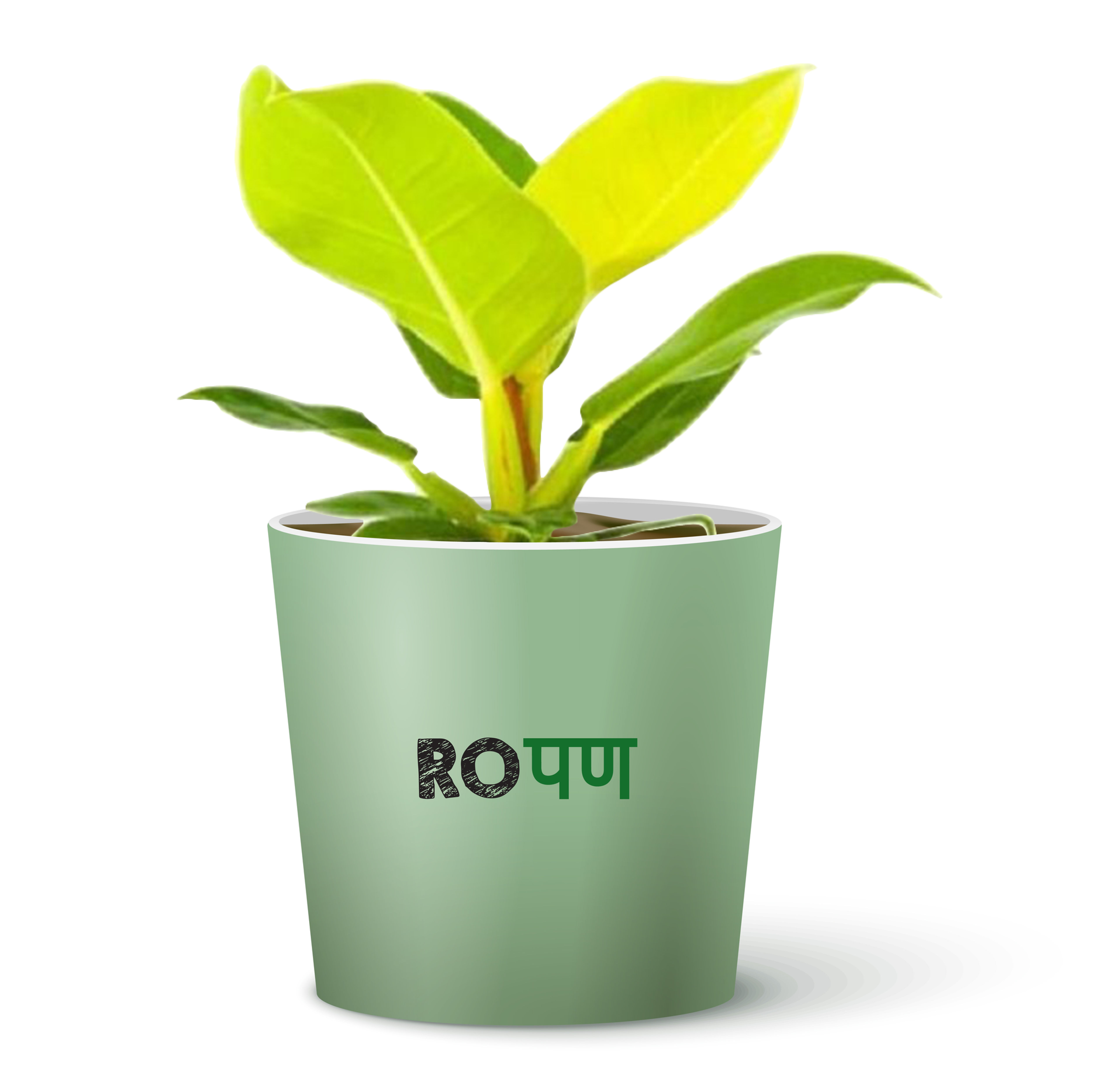 Philodendron Moonshine