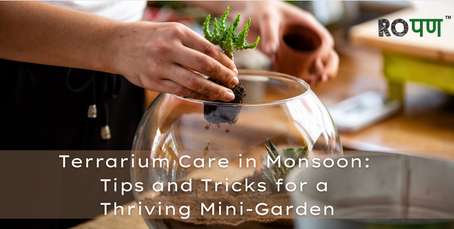 Terrarium Care in Monsoon: Tips and Tricks for a Thriving Ecosystem