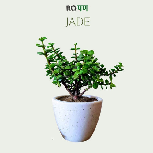 Jade Rupa Tree Elephant Bush/ Jade Plant | Ropan