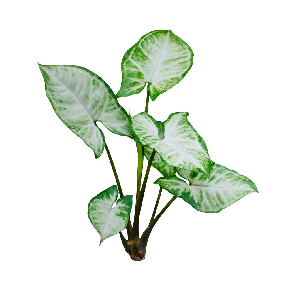 Syngonium Green- Variegated
