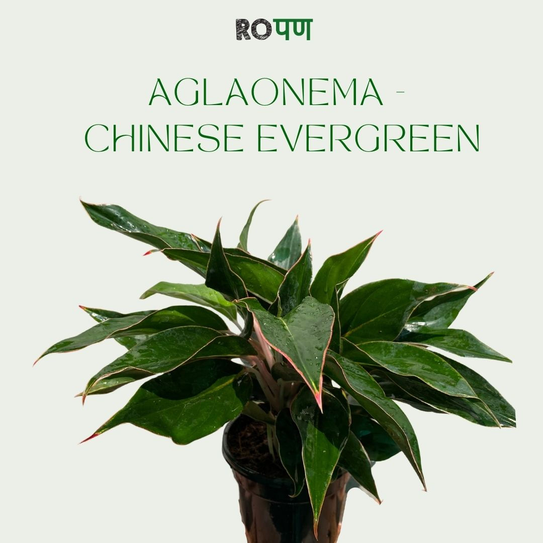 Aglaonema Chinese Evergreen