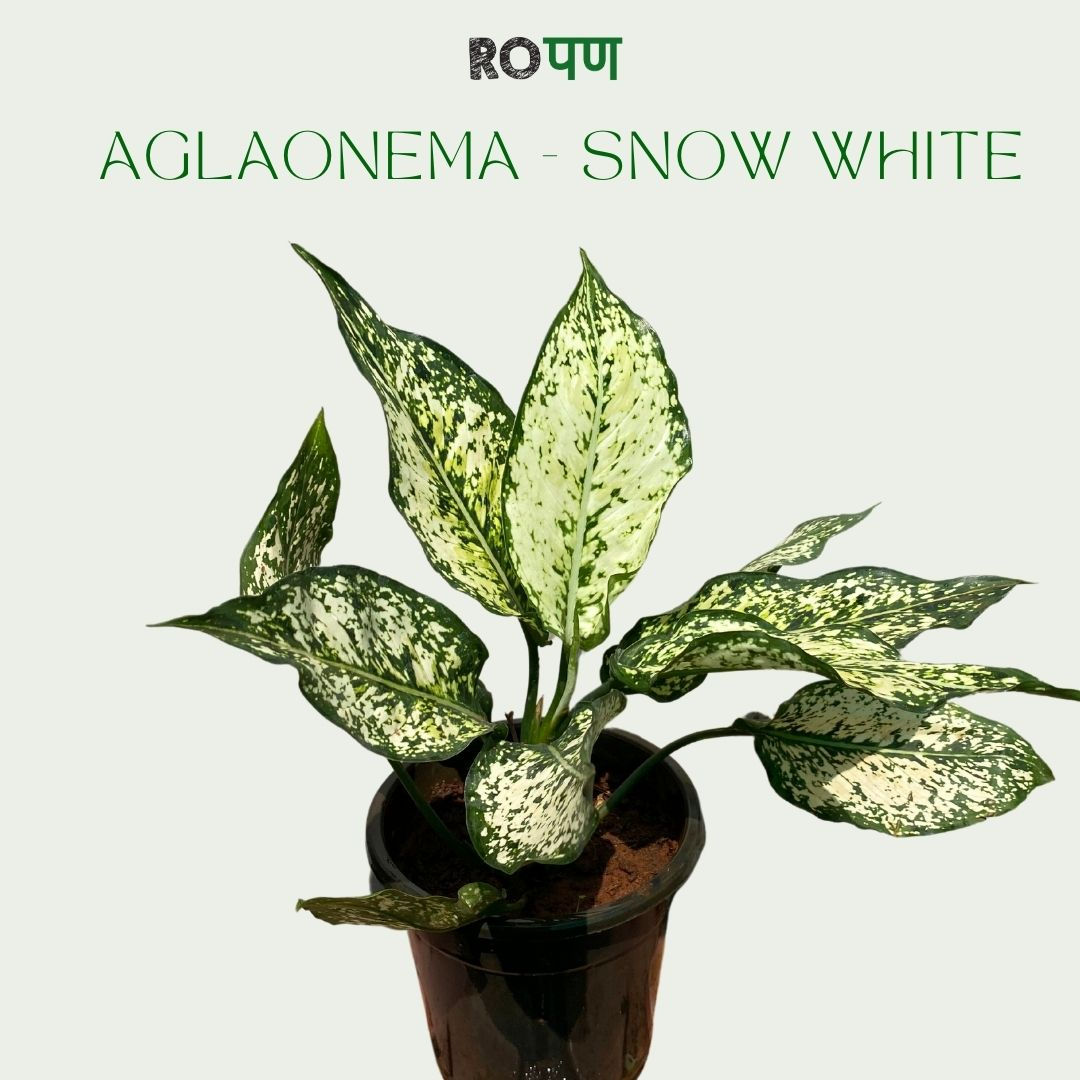 Aglaonema Snow White- Small