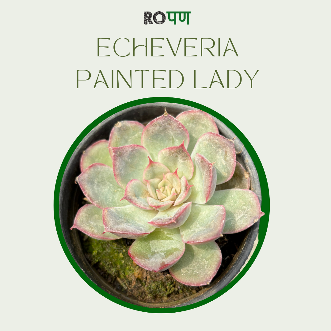 Echeveria Painted Lady