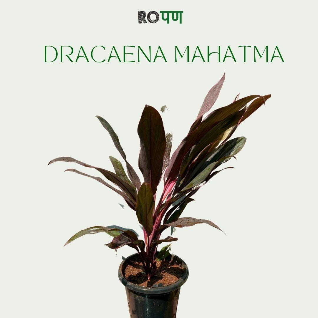 Dracaena Mahatma