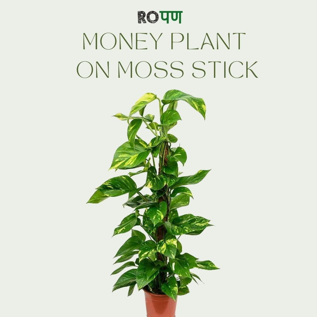 Money Plant Green (moss stick)
