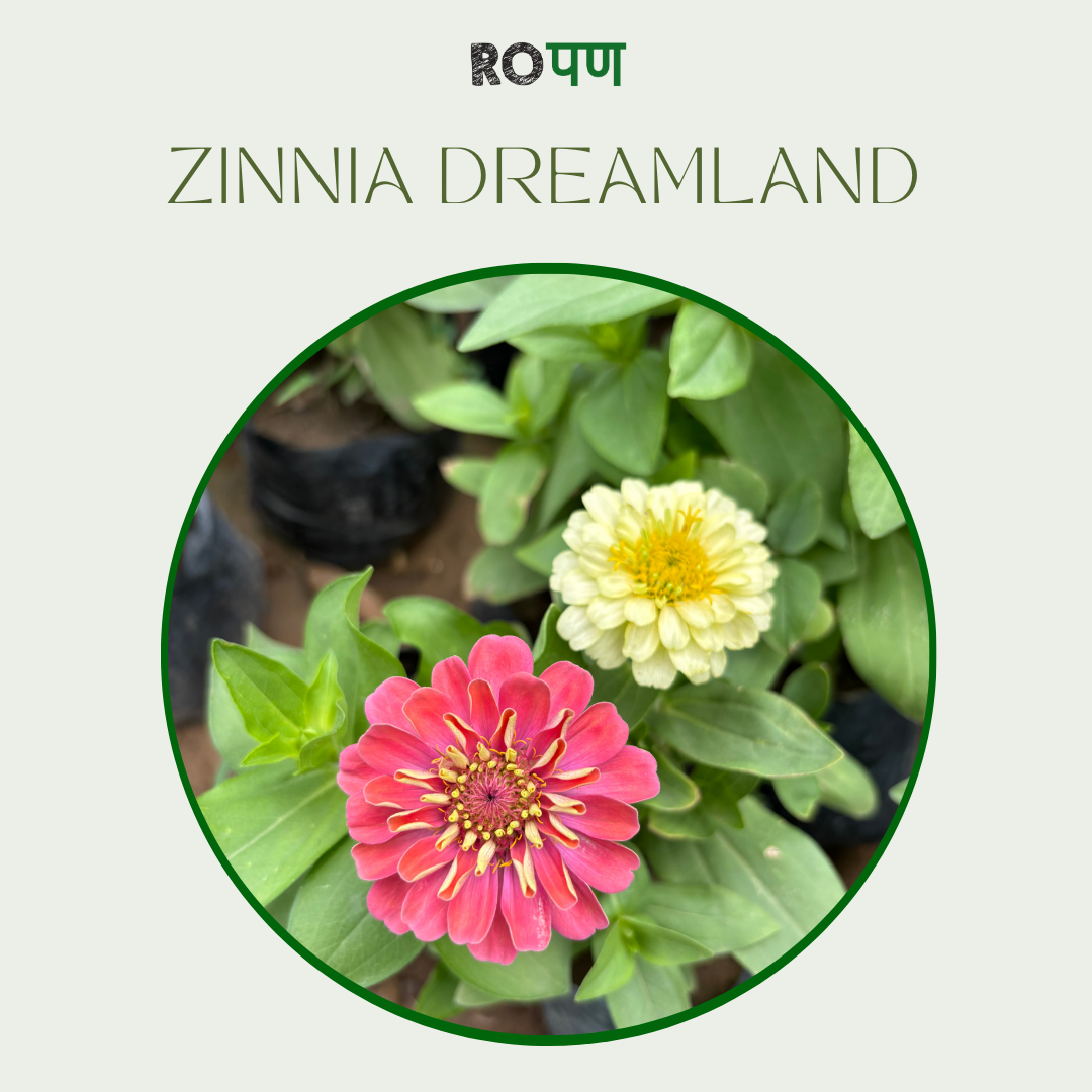 Zinnia Dreamland
