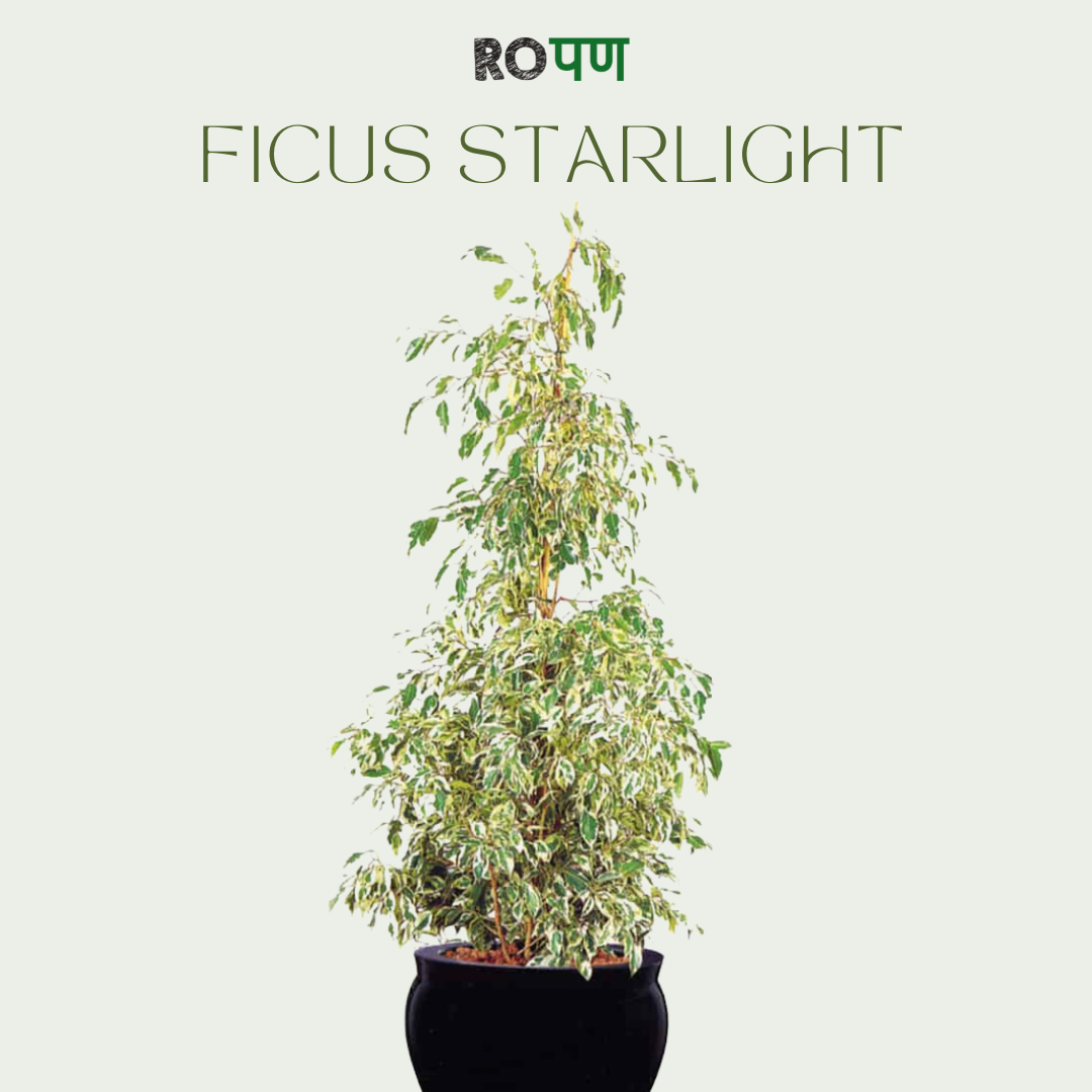 Ficus Starlight Large