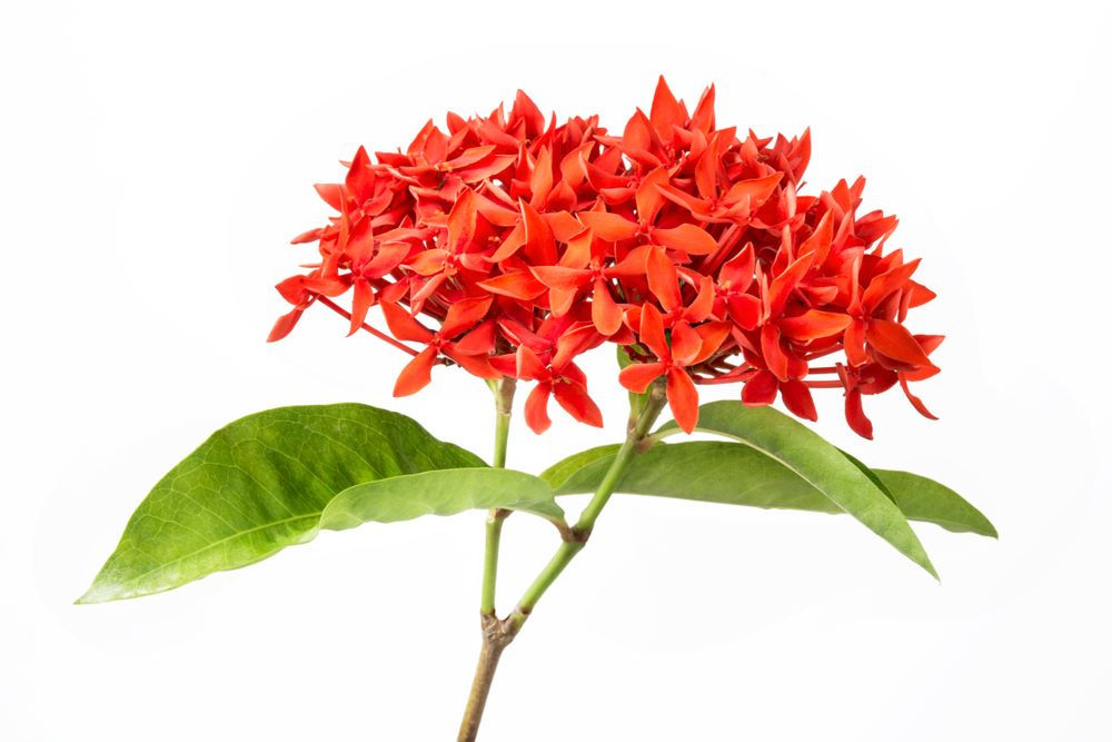 Ixora