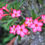 Thumbnail: Adenium