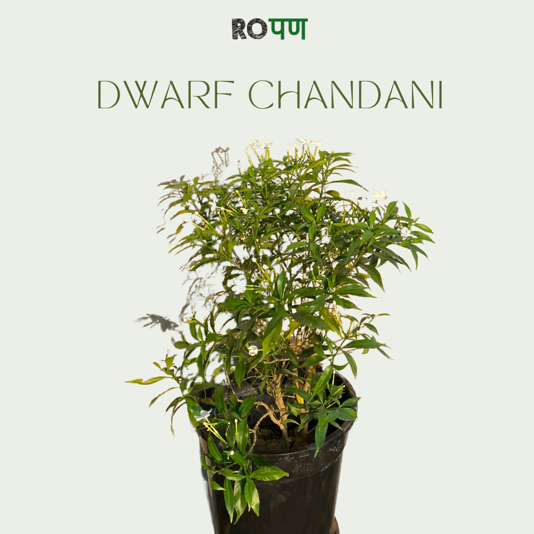 Dwarf Chandani