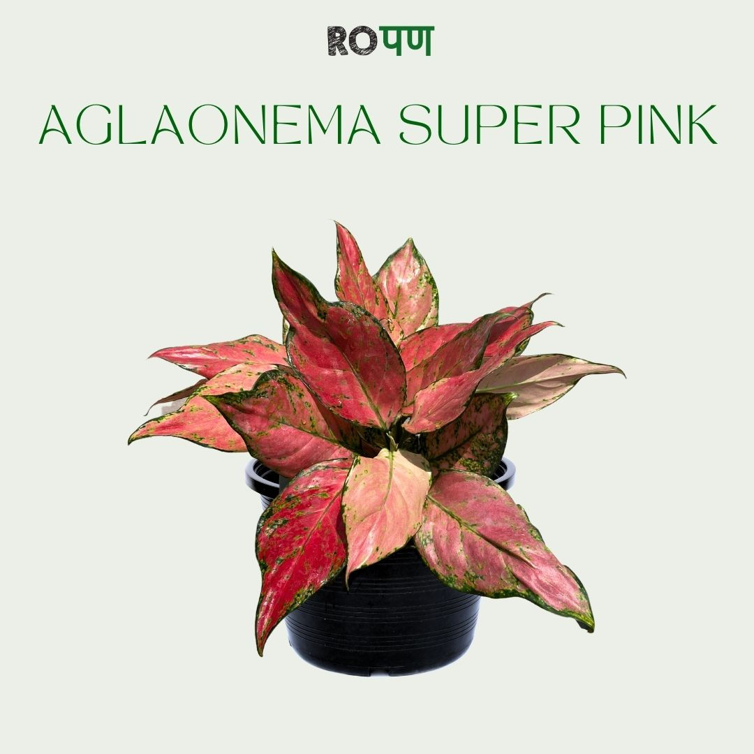 Aglaonema Super Pink
