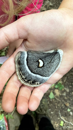 Children's Bug Project