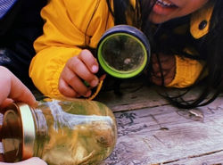 Wildlife Presentation Amphibians