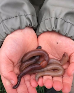 Children Bug Project