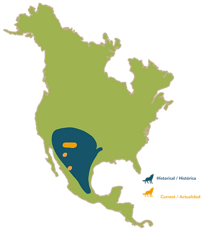 Mapa de distribución histórica y actual del lobo mexicano