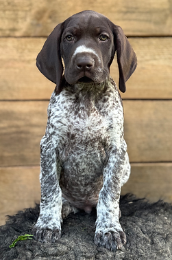 Harper-DeutschKurzhaar-Jagdhund-Gruendereck..heic