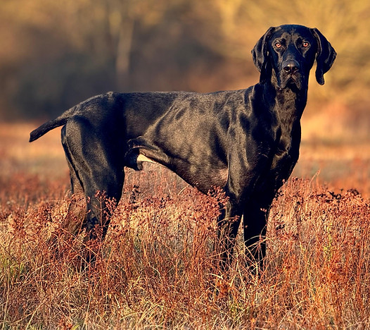 DykvomGruenderEck-Jagdhund-DeutschKurzhaar.jpeg