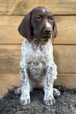 Hiltrude-DeutschKurzhaar-Jagdhund-Gruendereck..heic