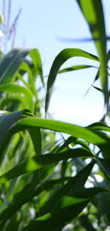 AfCFTA and Food security