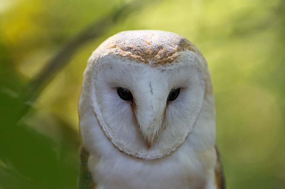 owl-5576667_1920.jpg