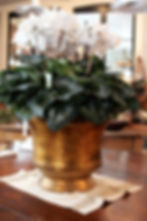 Beautiful House Plants