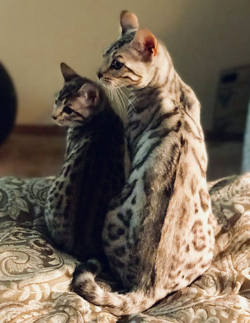 Bengal cat