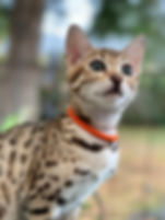 Available Bengal Kitten