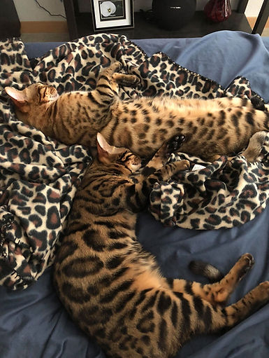 Bengal cat