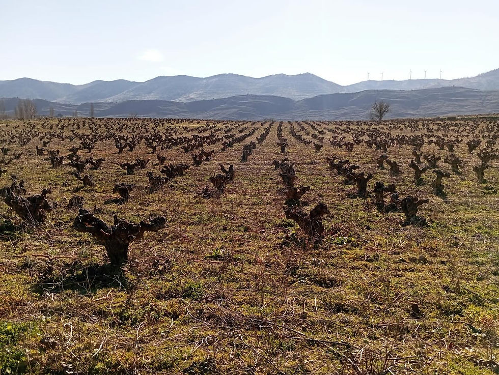 Navarra, Lerga © Viña Zorzal