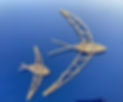 IMG_5094.jpeg
