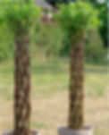 Living Willow tree_edited.jpg