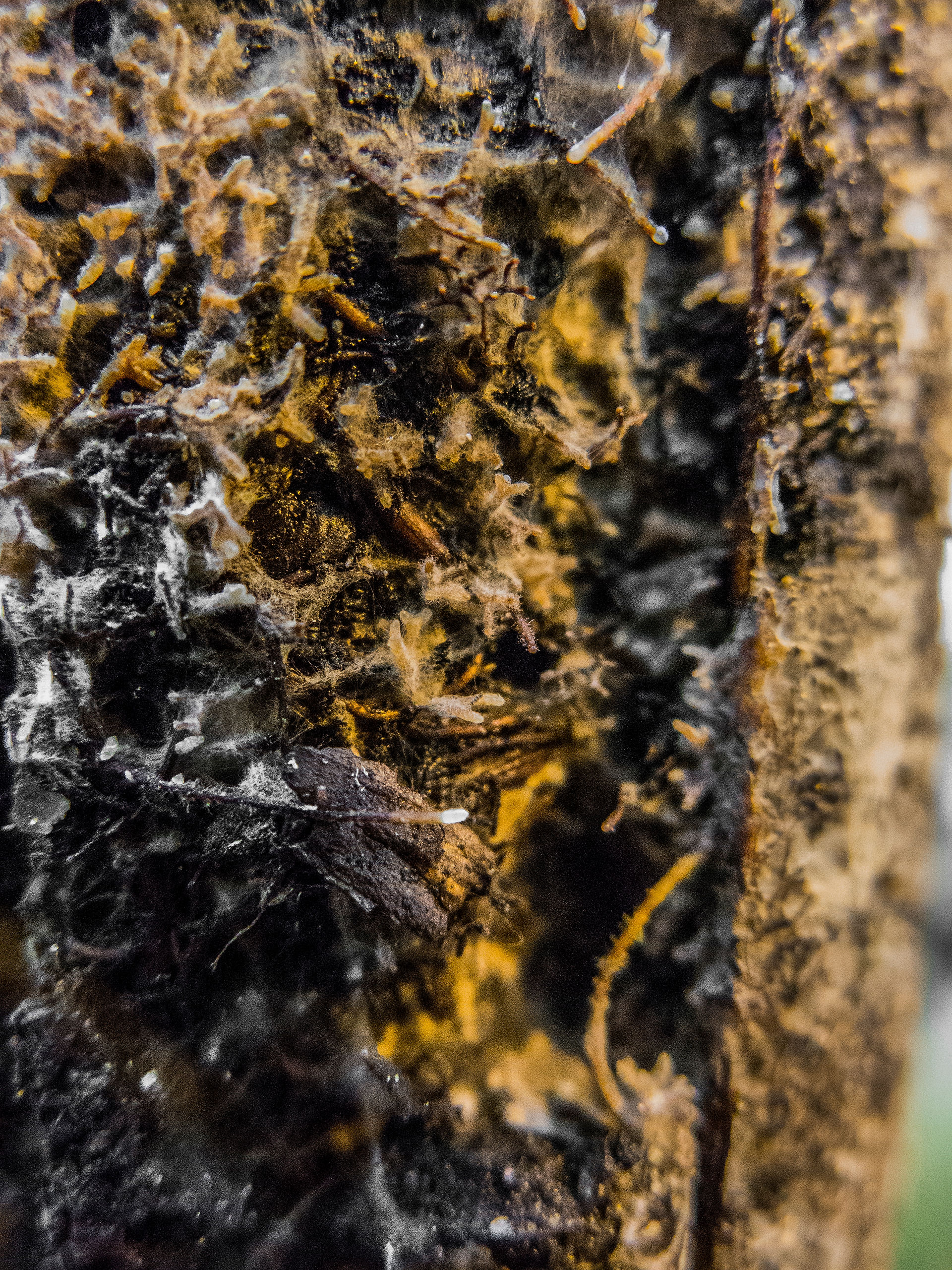 11-17_UM_INSTEP_GRAD_Y5_Gerard_Sapes_Mycorrhized root tips in one of our seedlings from the ectomycorrhizal sharing experiment