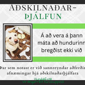 Aðskilnaðarþjálfun hunda - Fyrir hunda sem eiga erfitt með að vera einir heima