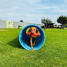Ein Hund trägt ein Apportel durch einen Tunnel.