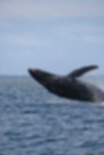 Whale Breach Santa Barbara Channel Santa Barbara Sea Charters Capt Jim
